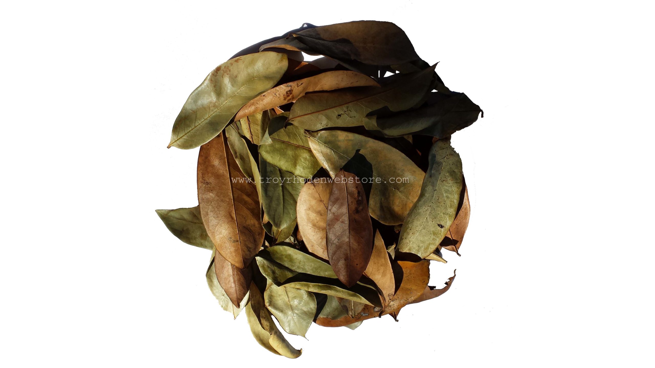 Soursop Leaf Tea Guyabano Annona Muricata Genuine 0